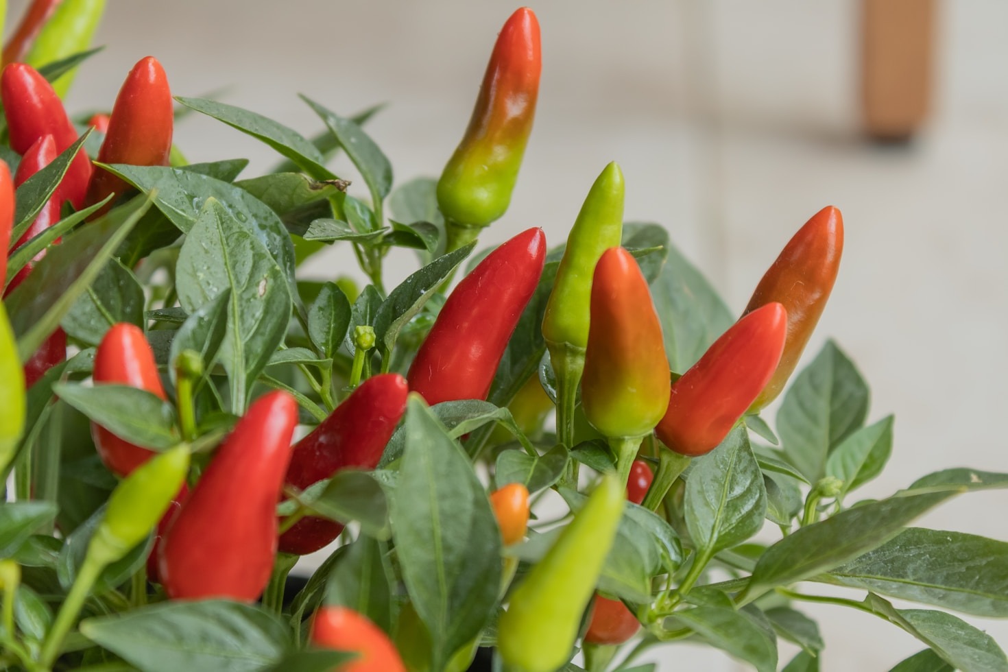 Common Mistakes in Brewing Mead and Growing Peppers